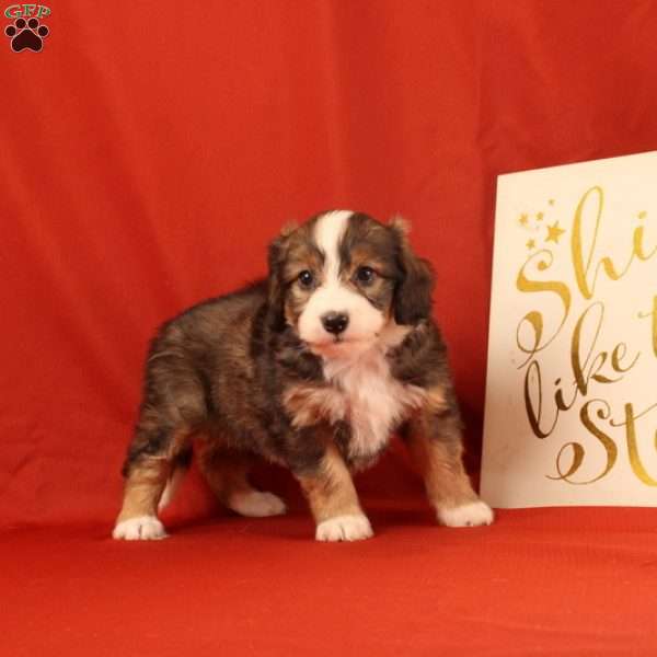 Percy, Mini Bernedoodle Puppy